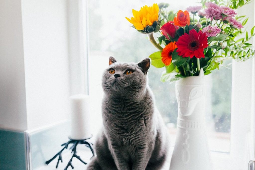 kattenras