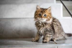 kattennaam