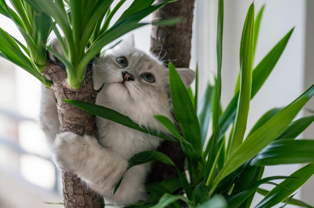 plant