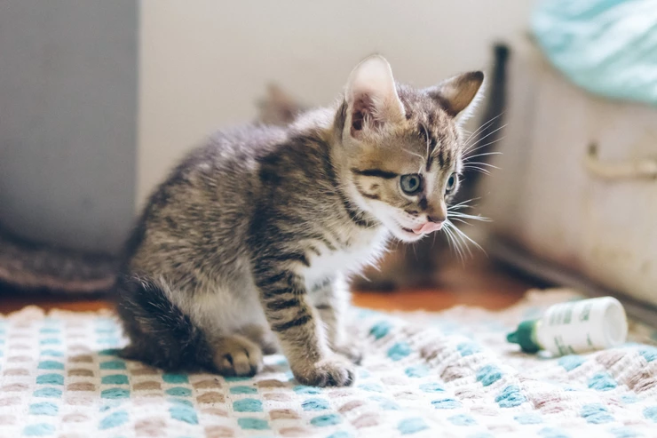 kitten