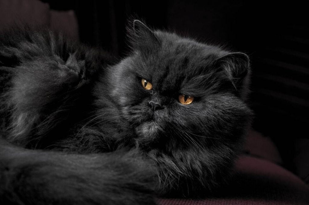 Perzische zwarte kat