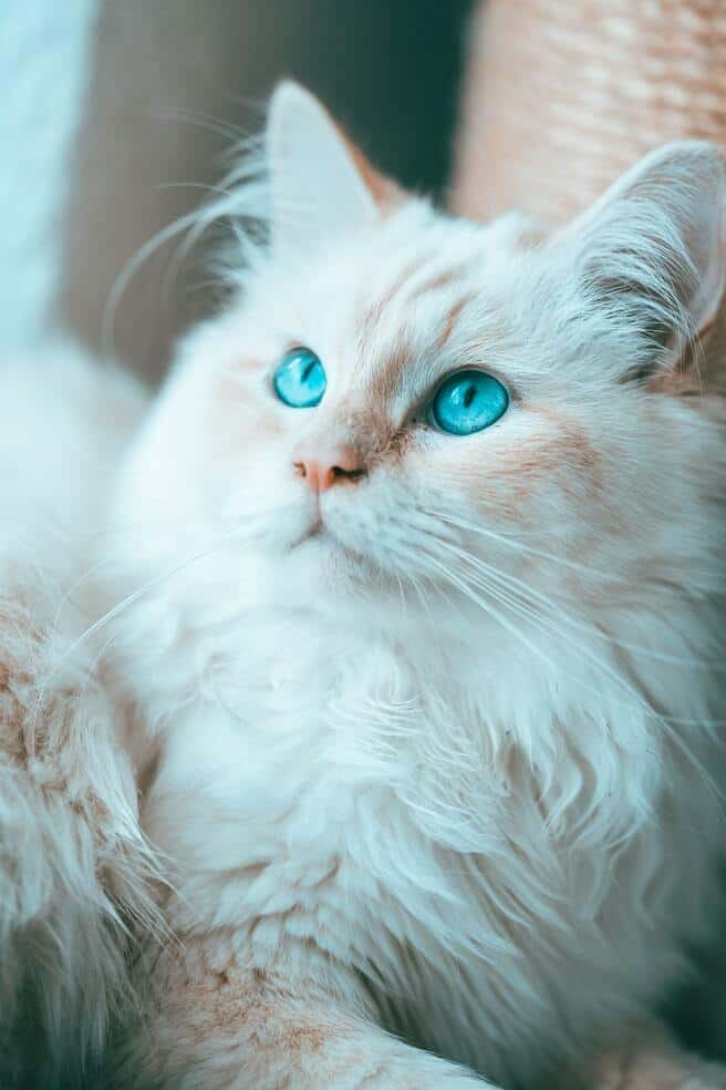 populaire kattenrassen: heilige birmaan