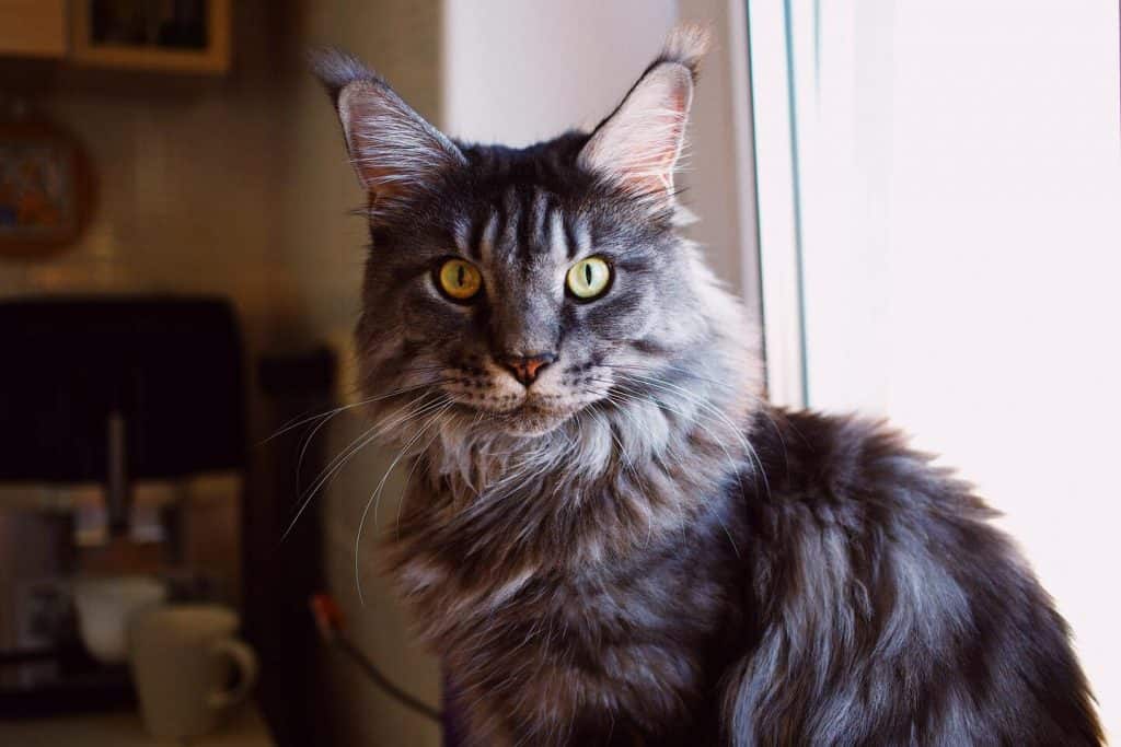 populaire kattenrassen: maine coon