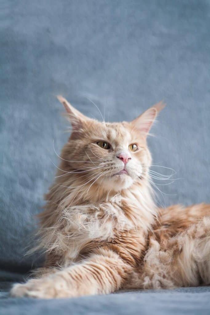 Maine coon