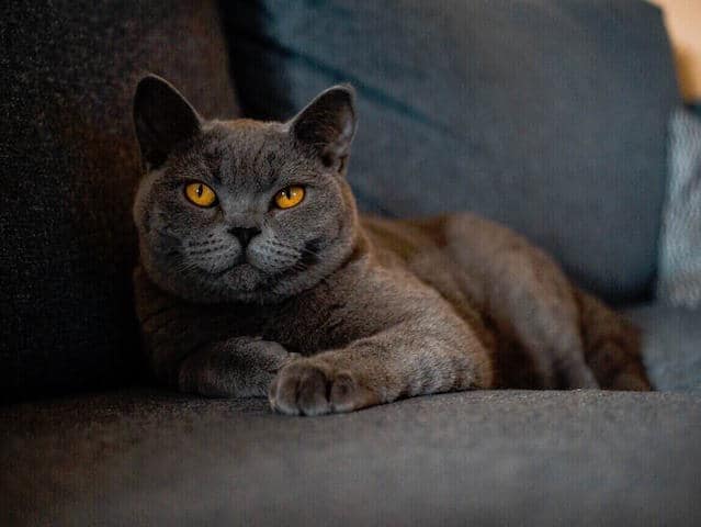 populaire kattenrassen: Britse korthaar