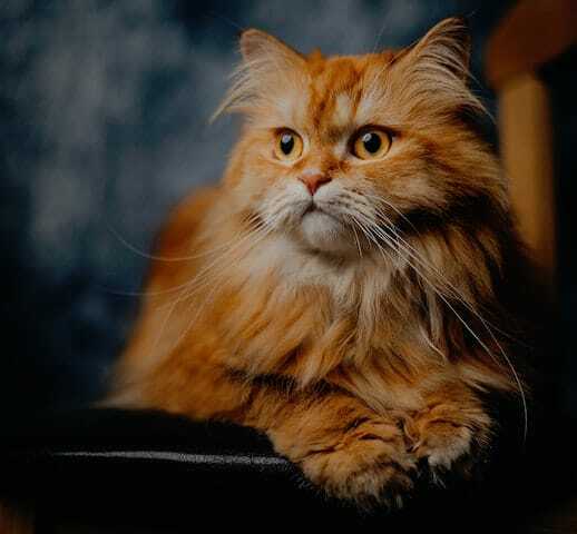 rode kattennamen
