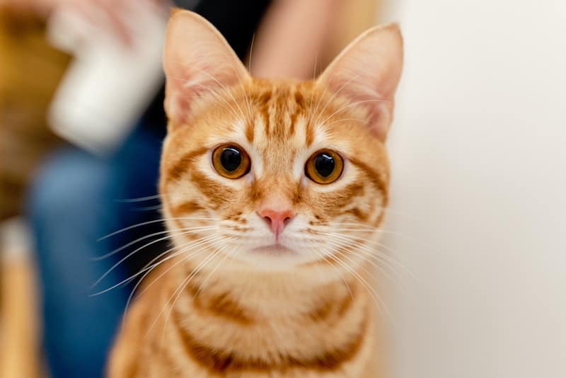 rode kattennamen