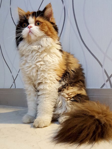 Perzische kat