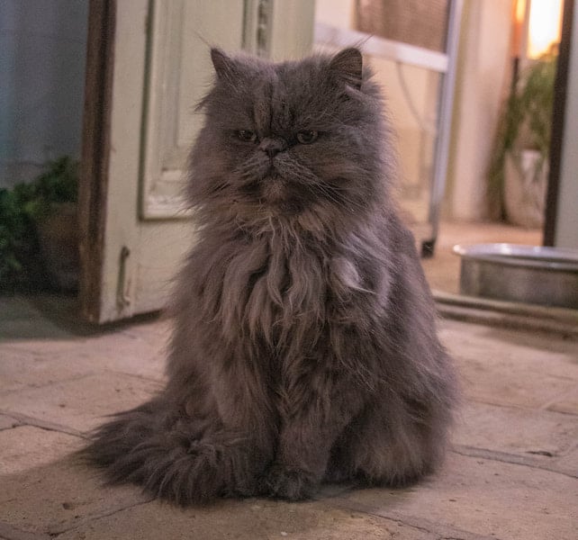 Perzische kat